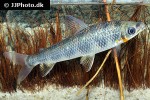 leporinus cf pellegrinii leporinus cf pellegrinii