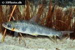 leporinus cf pellegrinii leporinus cf pellegrinii
