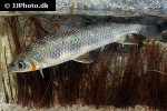 leporinus cf pellegrinii leporinus cf pellegrinii