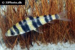 leporinus cf tigrinus leporinus cf tigrinus