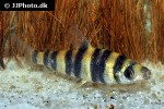 leporinus cf tigrinus leporinus cf tigrinus