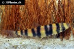 leporinus cf tigrinus leporinus cf tigrinus
