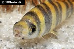 leporinus cf tigrinus leporinus cf tigrinus