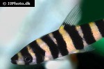 leporinus desmotes leporinus desmotes