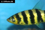 leporinus fasciatus leporinus fasciatus