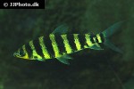 leporinus fasciatus leporinus fasciatus