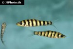 leporinus fasciatus leporinus fasciatus