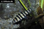 leporinus fasciatus leporinus fasciatus