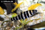 leporinus fasciatus leporinus fasciatus