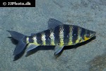 leporinus fasciatus leporinus fasciatus