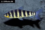 leporinus fasciatus leporinus fasciatus