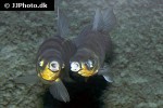 leporinus fasciatus leporinus fasciatus