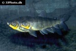 leporinus fasciatus leporinus fasciatus