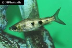 leporinus friderici leporinus friderici