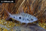 leporinus friderici leporinus friderici
