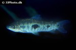 leporinus friderici leporinus friderici