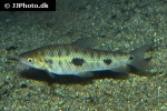 leporinus friderici leporinus friderici