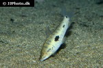 leporinus friderici leporinus friderici