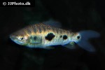 leporinus friderici leporinus friderici