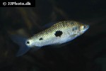leporinus friderici leporinus friderici