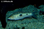 leporinus friderici leporinus friderici