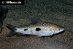 leporinus friderici leporinus friderici