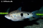leporinus friderici leporinus friderici