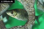 leporinus friderici leporinus friderici