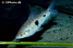 leporinus friderici leporinus friderici