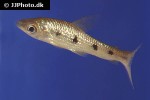 leporinus friderici leporinus friderici