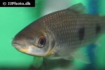 leporinus friderici leporinus friderici