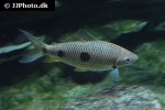 leporinus friderici leporinus friderici
