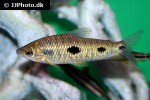 leporinus friderici leporinus friderici