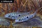 leporinus friderici leporinus friderici