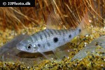 leporinus friderici leporinus friderici