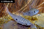 leporinus friderici leporinus friderici