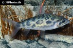 leporinus granti leporinus granti