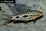 leporinus granti leporinus granti