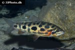 leporinus granti leporinus granti