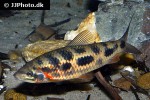 leporinus granti leporinus granti