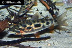 leporinus granti leporinus granti
