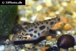 leporinus granti leporinus granti