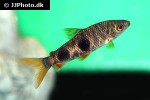 leporinus lacustris leporinus lacustris
