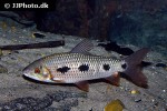 leporinus lebaili leporinus lebaili