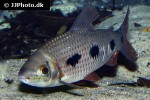leporinus lebaili leporinus lebaili
