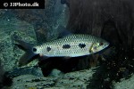 leporinus lebaili leporinus lebaili