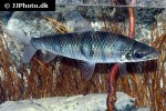 leporinus maculatus leporinus maculatus