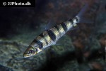 leporinus maculatus leporinus maculatus
