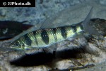 leporinus maculatus leporinus maculatus