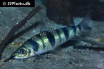 leporinus maculatus leporinus maculatus